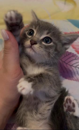 Котят