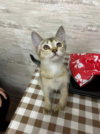 Продам котенка абиссинской породы