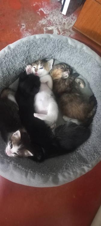 Отдам Котят
