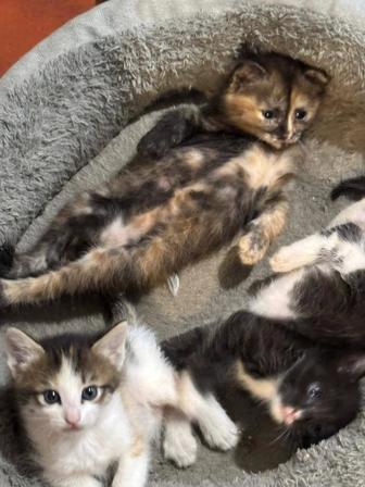 Отдам Котят