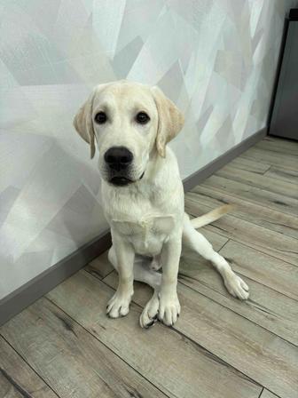 Продам лабрадора