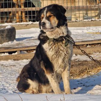 Собака крупная из приюта Хвостатый рай