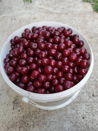 Продам вишню