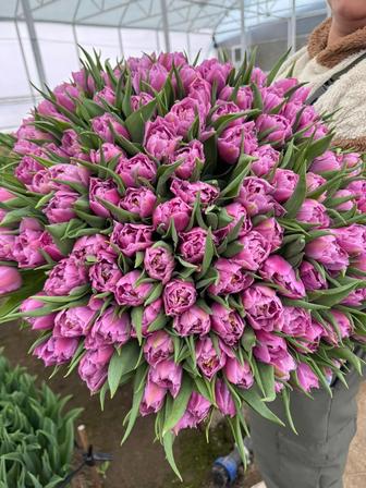 Тюльпаны оптом из теплицы