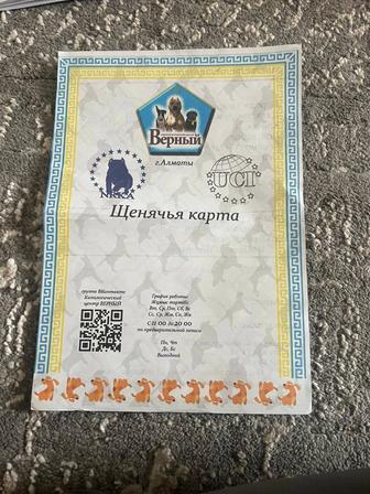 Собака шпинц немецкий