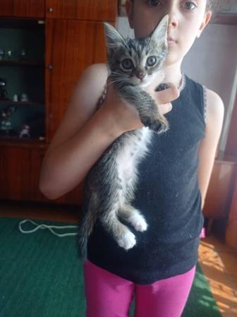 Котята