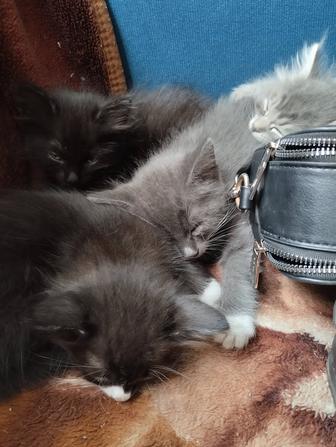 Отдам котят в хорошие руки