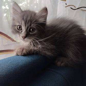 Отдам котят в хорошие руки