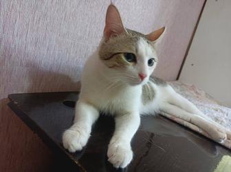 Молодой кот
