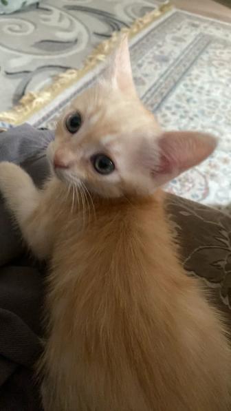 Котенка отдам