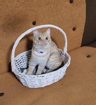 Кошечка стерилизованная