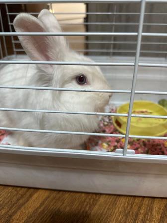 Продам кролика