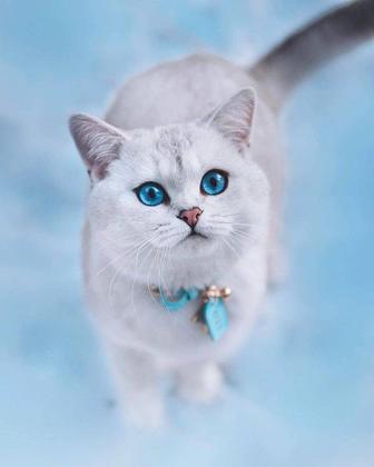 Дымка ждём своих хозяев Кошка
