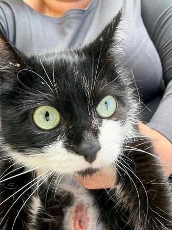 Отдам котенка, 10 месяцев