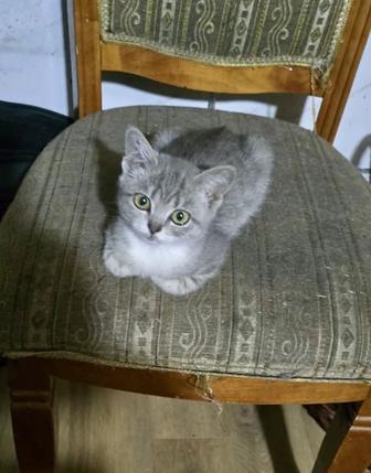 Отдам котят