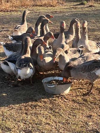 Продам домашних гусей