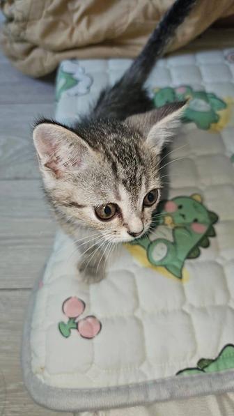 Отдадим котенка мальчик