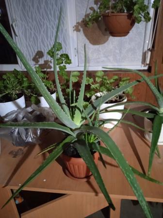 Комнатные цветы