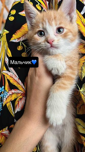 Котята полумейнкун