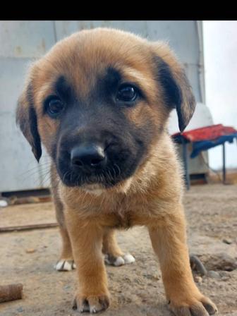 мальчик 1мес.10дней ищет семью щенок