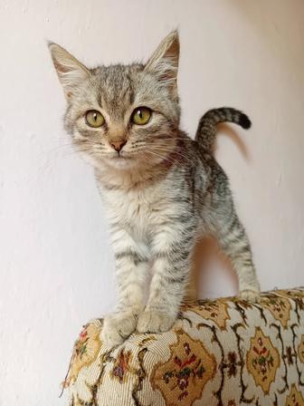 Котенка в хорошие руки