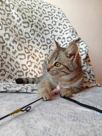 Котенка в хорошие руки