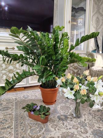 Замиокулькас или долларовое дерево