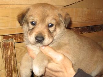 Щенок щенки щенята собака