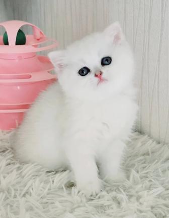 Британские серебристые шиншиллы