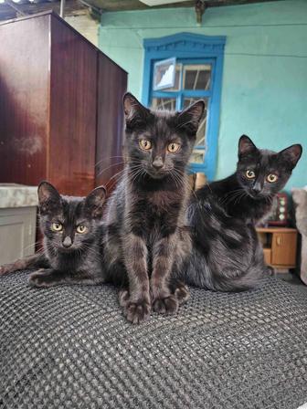 Отдам котят