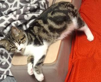 Отдам породистого котенка