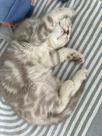 Котенок британка