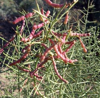 Жантак, Верблюжья колючка