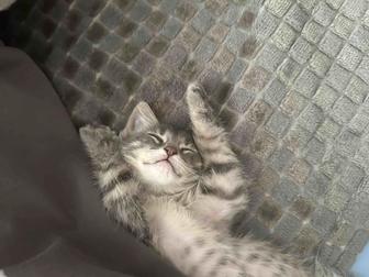 Отдам котенка