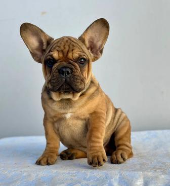 Французские бульдоги