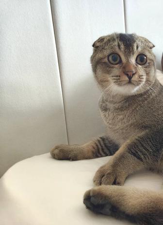 Продается котенок (мальчик)