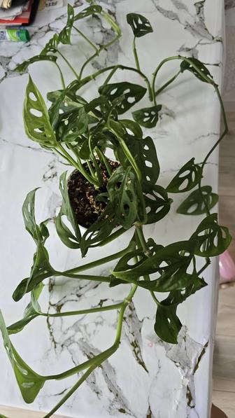 Комнатный цветок монстера