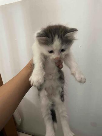Котята