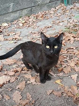 Котенок в ответственные руки