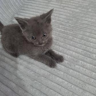 Бесплатно котенка