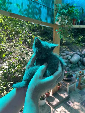 Бесплатно котенка