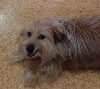 Собака в добрые руки