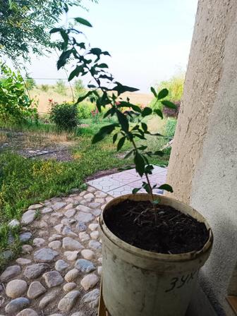 Продам саженцы Годжи( дереза обыкновенная).