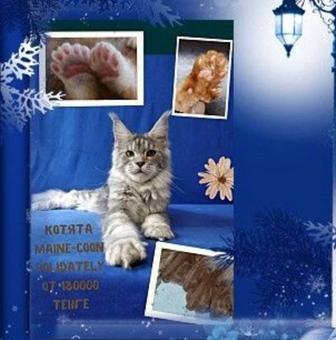 Котята Мейн Куны полидакты