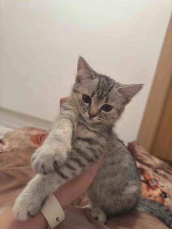 Котенок британский