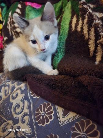 Отдам котенка в добрые руки