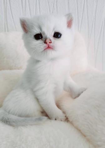 Британские Серебристые Шиншиллы