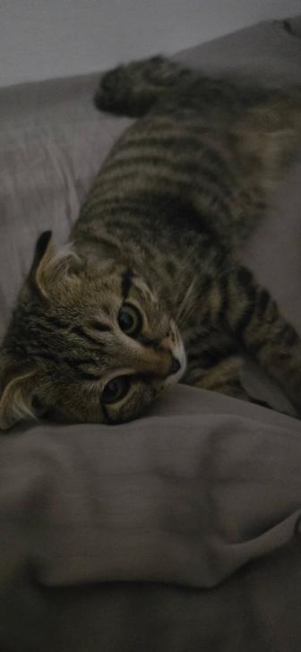 Отдам котенка в хорошие руки