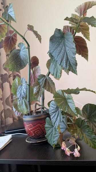 Продам комнатные цветы