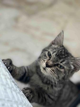 Отдам котенка в хорошие руки